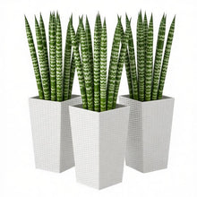 Load image into Gallery viewer, Spacious Plant Pots, Plants Box Set of 3, Tall Planters Box